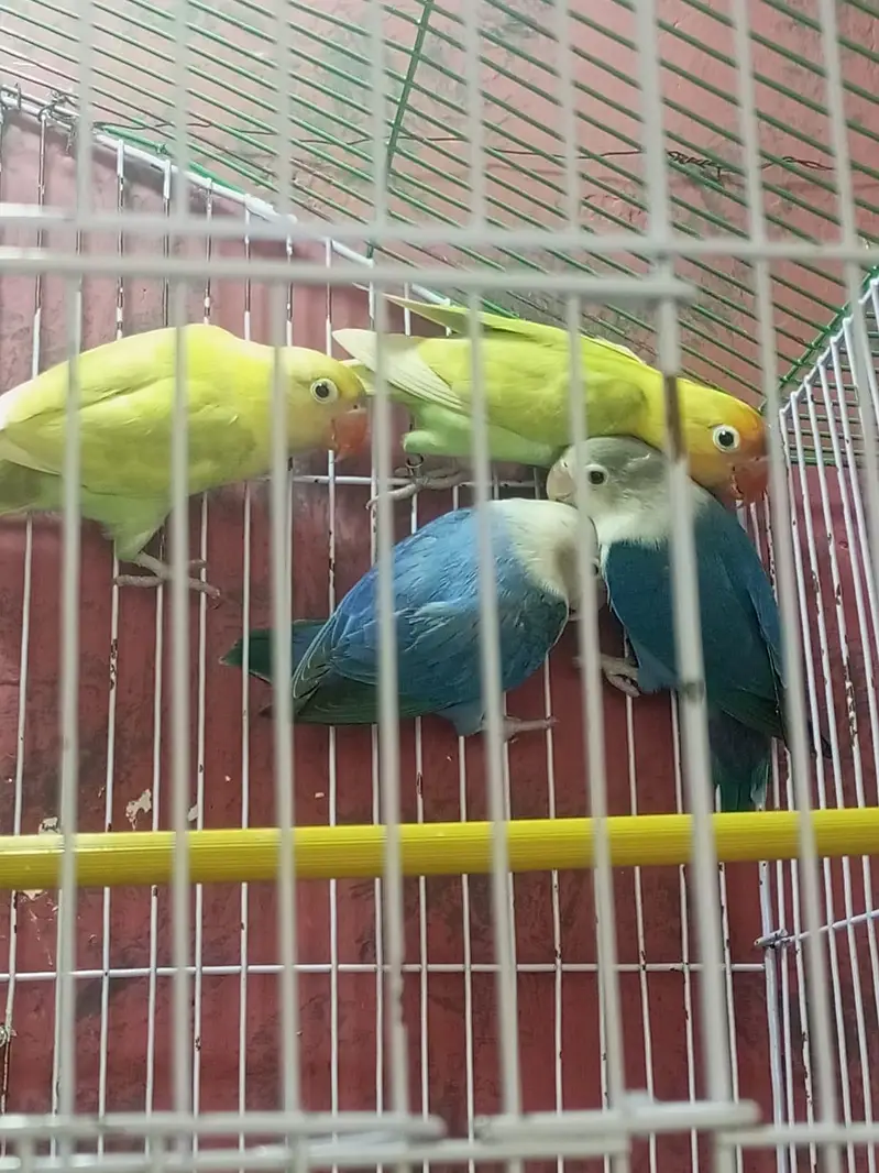 Love birds for sale — photo 5