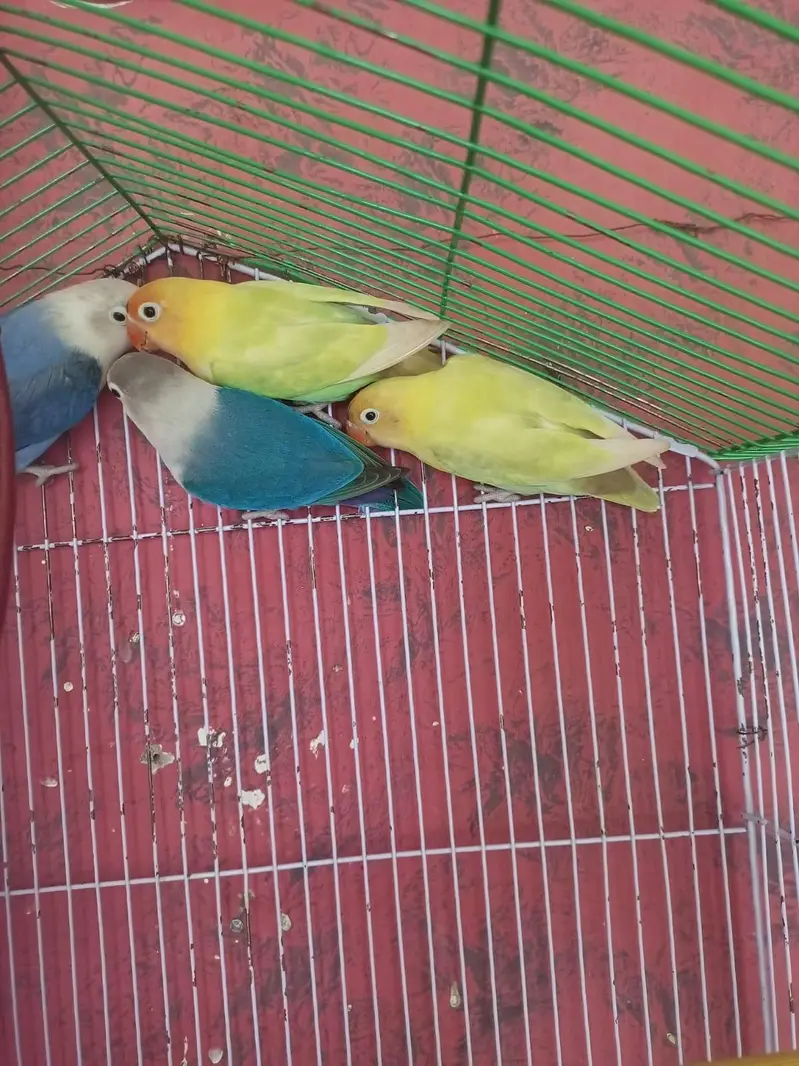 Love birds for sale — photo 7