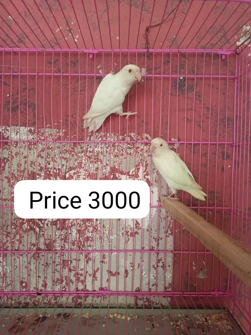 Love birds for sale — photo 8