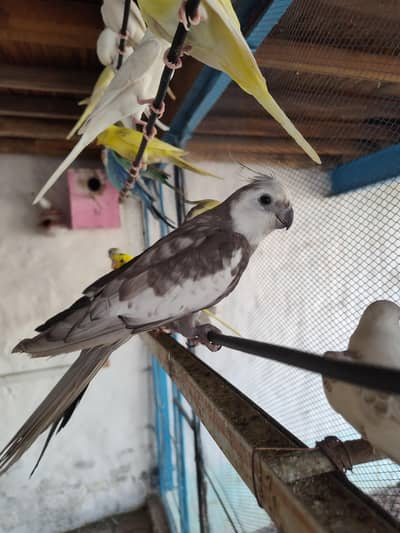 Rare Dominant Silver Cockatiel Male  | Fully Breeder