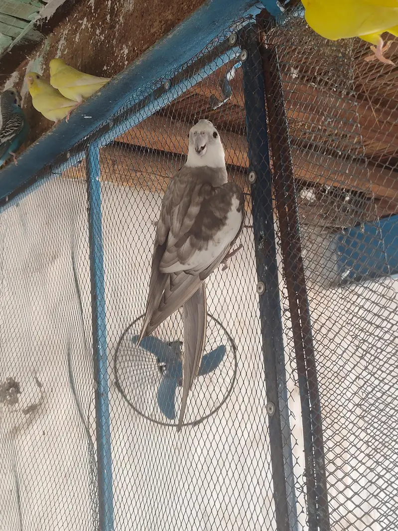 Rare Dominant Silver Cockatiel Male  | Fully Breeder — photo 2