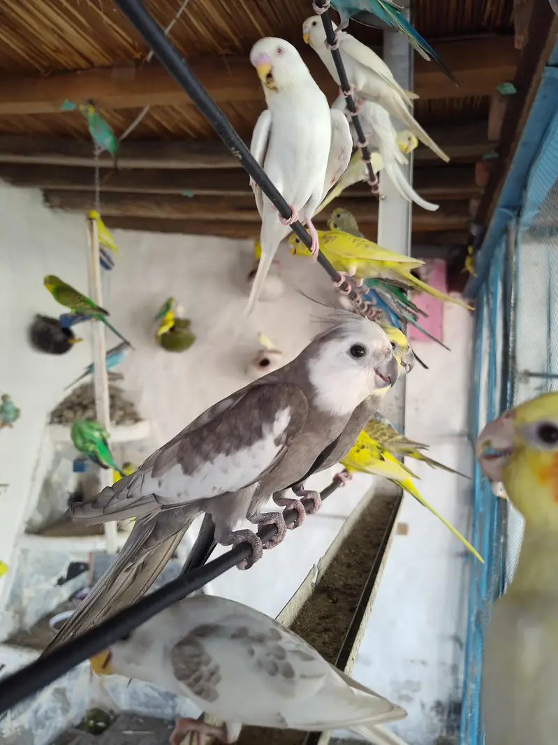 Rare Dominant Silver Cockatiel Male  | Fully Breeder — photo 3