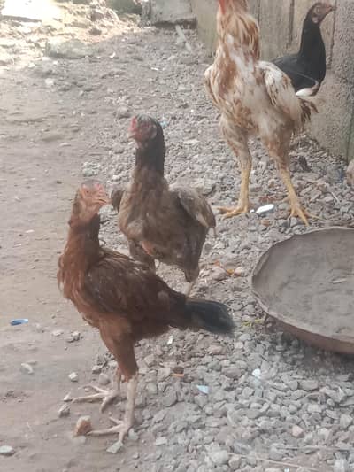 Hens male and female Aseel