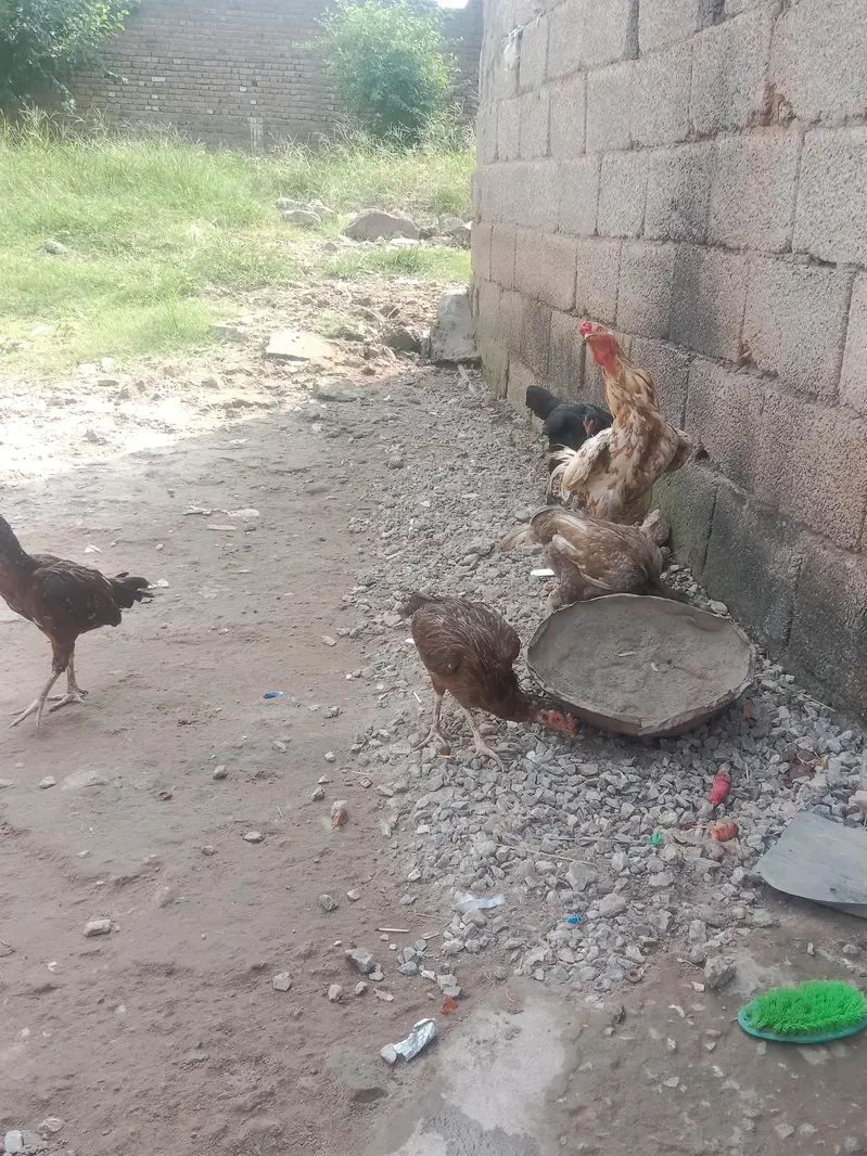 Hens male and female Aseel — photo 2
