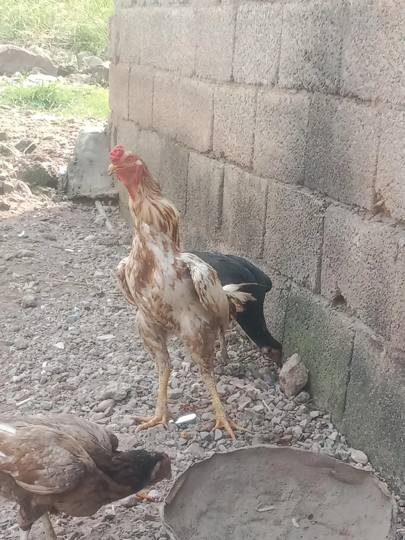 Hens male and female Aseel — photo 4
