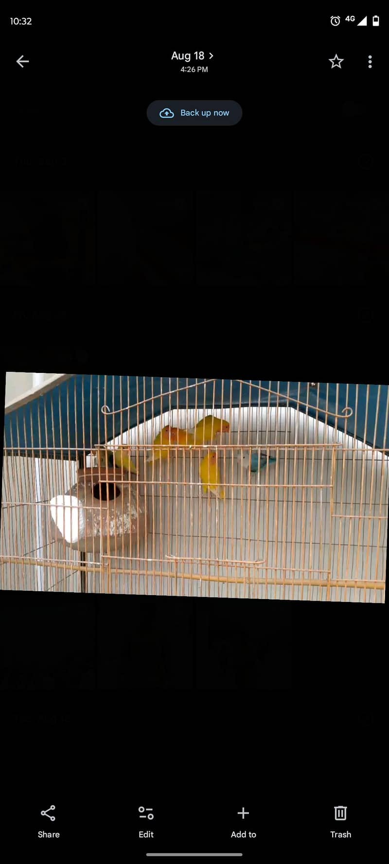 parrot 0