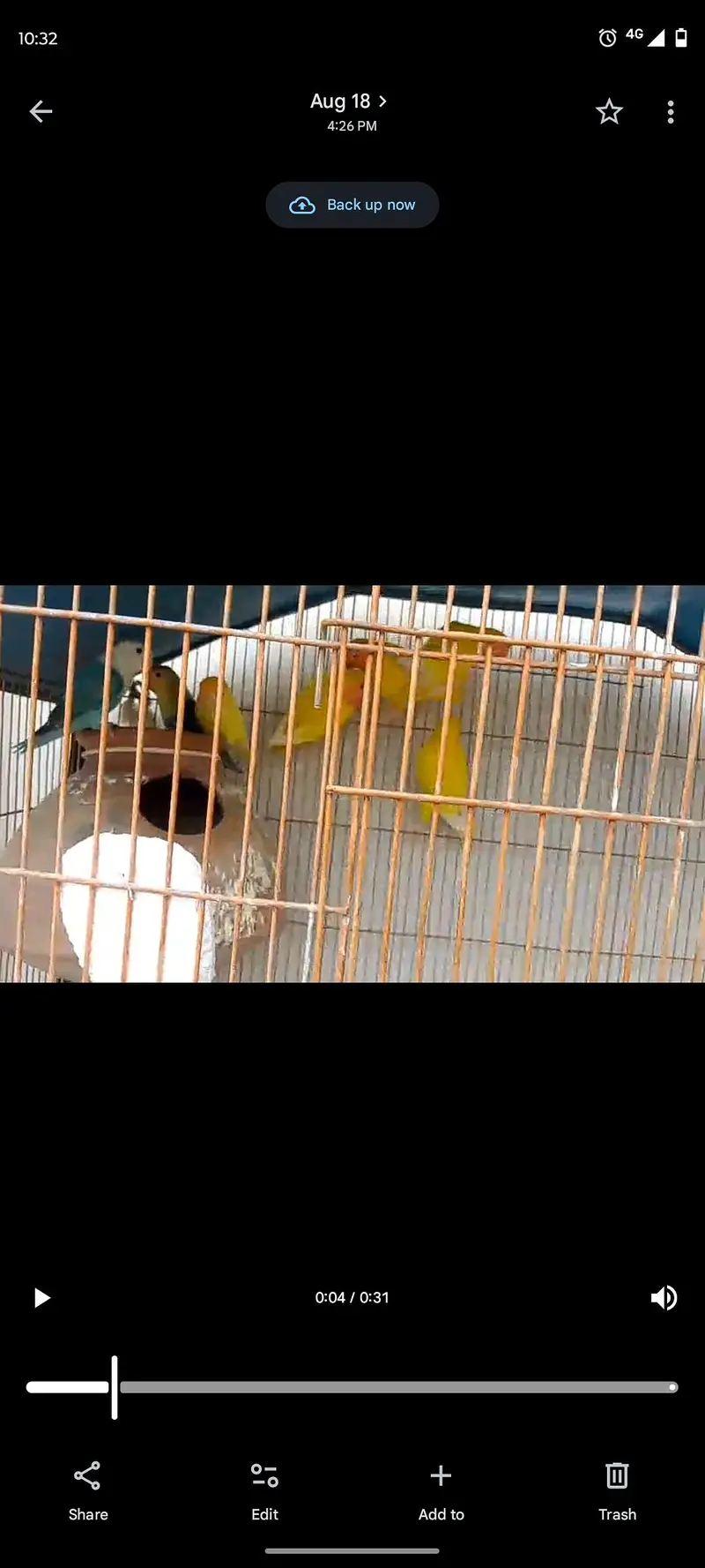 parrot — photo 2