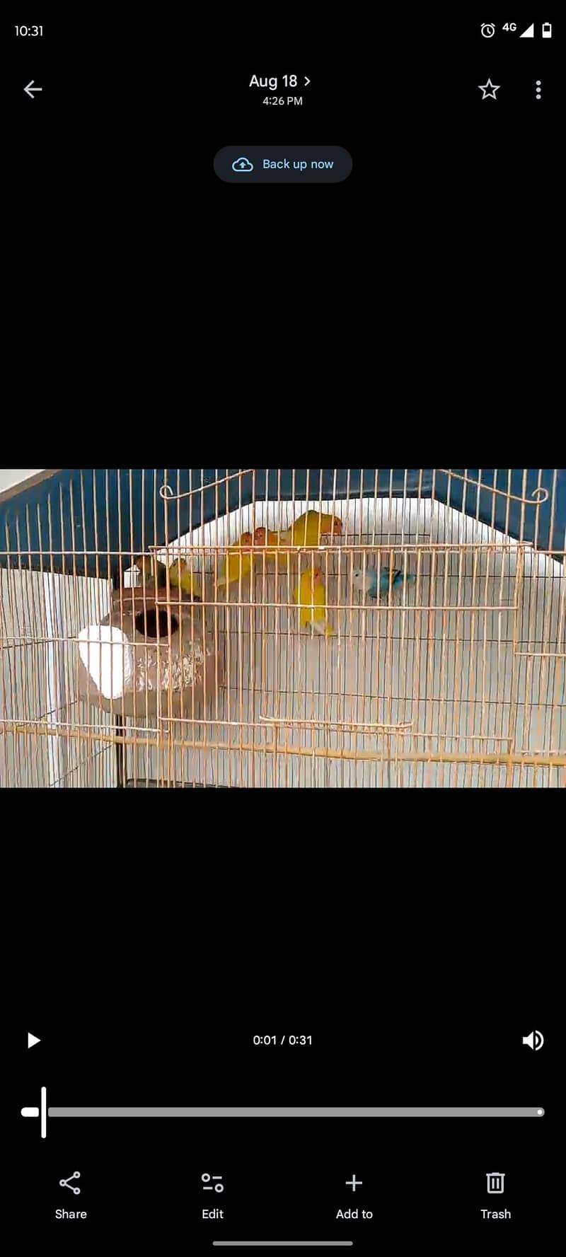parrot 2
