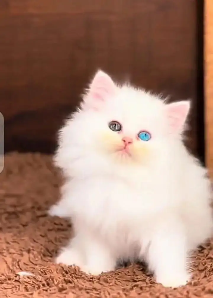 (Persian female kitten) (for sale all) (Pakistan delivery available)