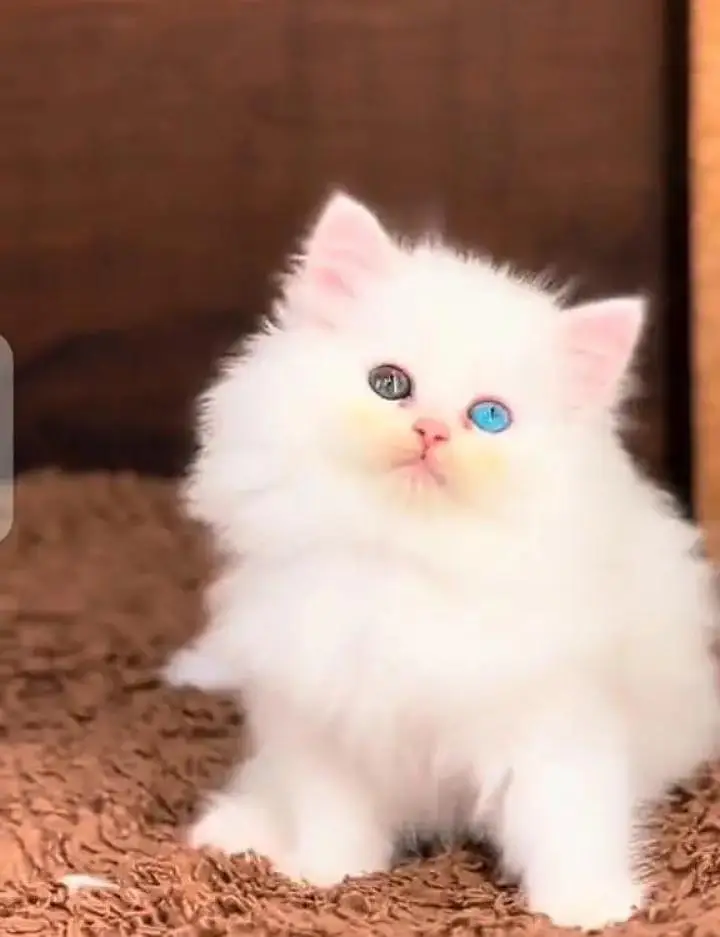 (Persian female kitten) (for sale all) (Pakistan delivery available) — photo 2
