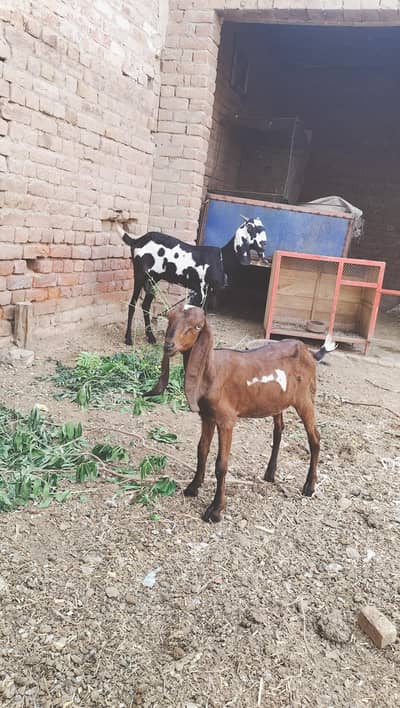 path ur bakri Achi boht pyari 1.5 month ki cross