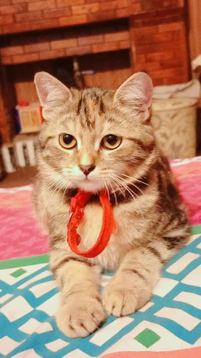 Persian doll face cat