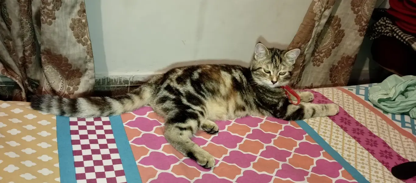 Persian doll face cat — photo 2