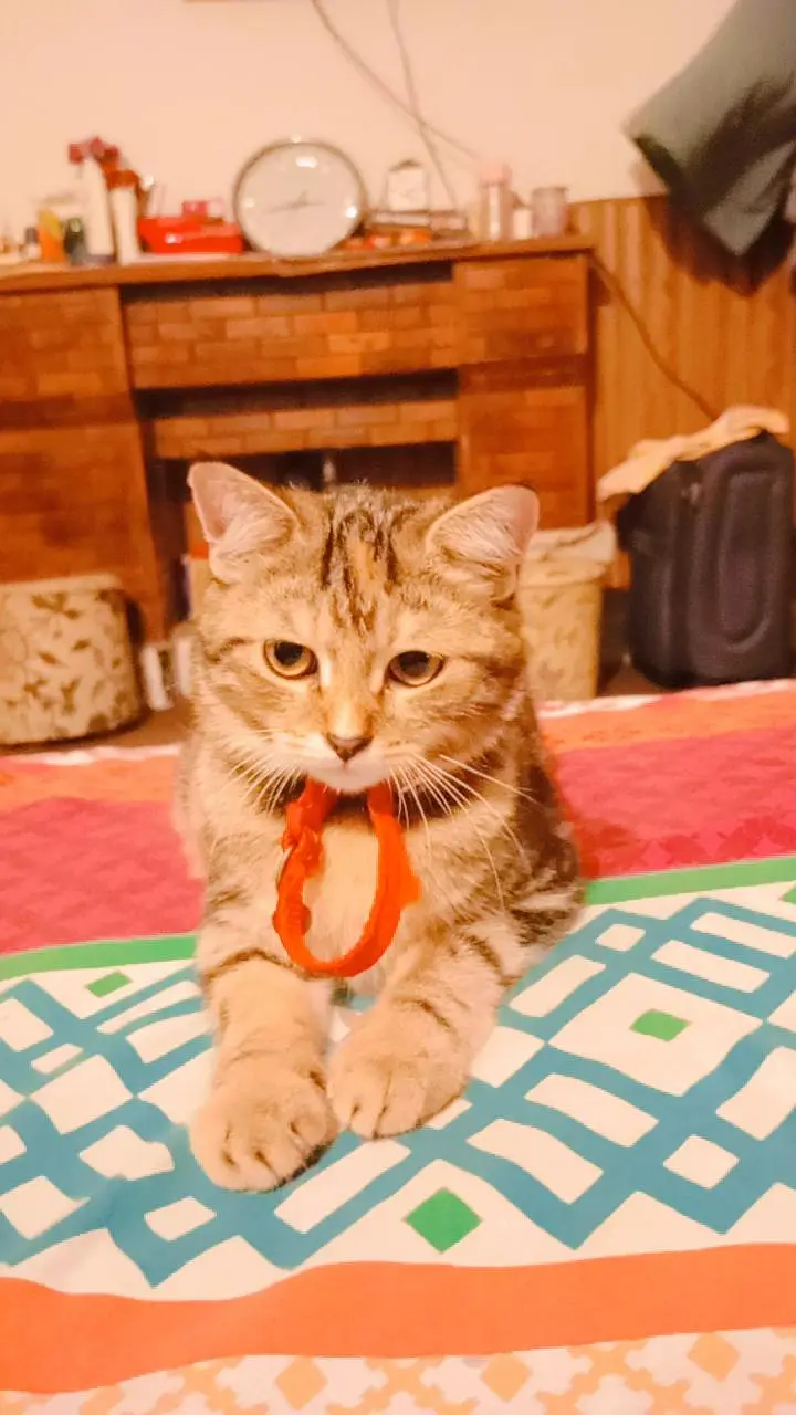 Persian doll face cat — photo 3