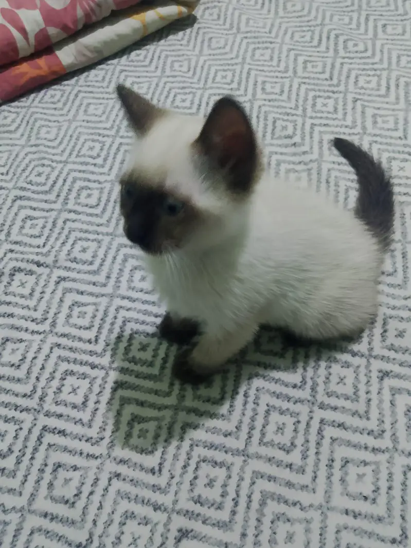 orgnal siamese   cats — photo 2