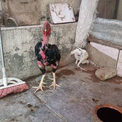 Sava Java murga urgent for sale