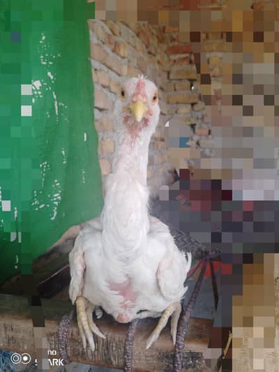 Pure White Aseel VVIP Pata - خوبصورت اور تگڑا اصیل پٹا