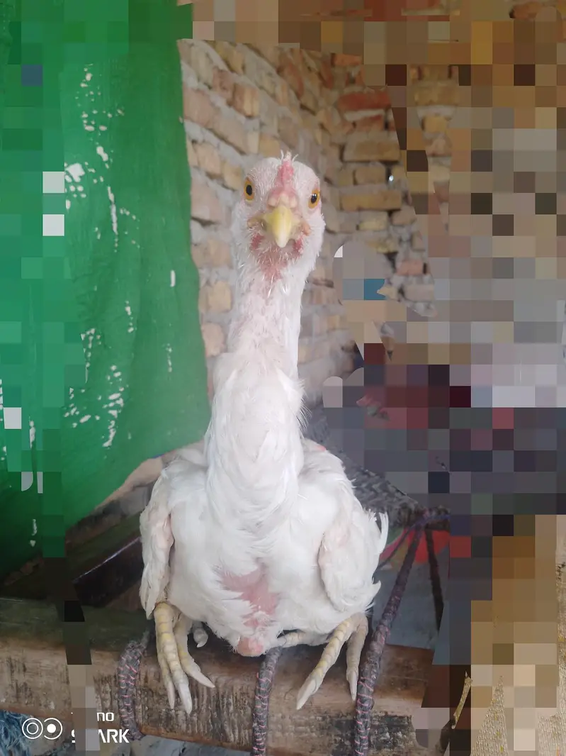 Pure White Aseel VVIP Pata - خوبصورت اور تگڑا اصیل پٹا