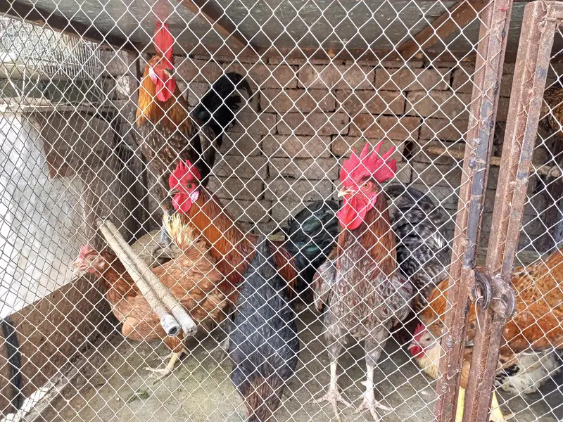 Murgiya or Murgy — photo 3
