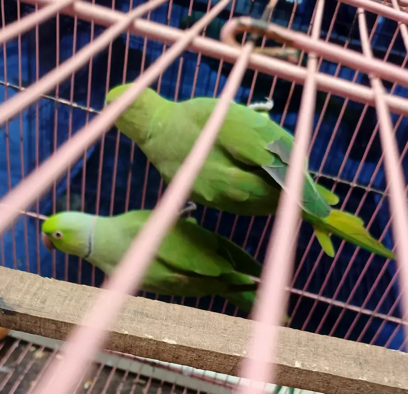 Breeder pair urgent sell