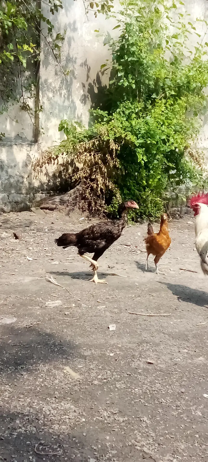 High quality breeder murgi for sale