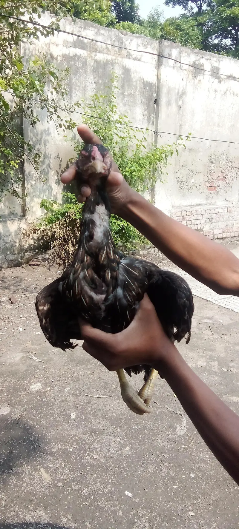 High quality breeder murgi for sale — photo 2