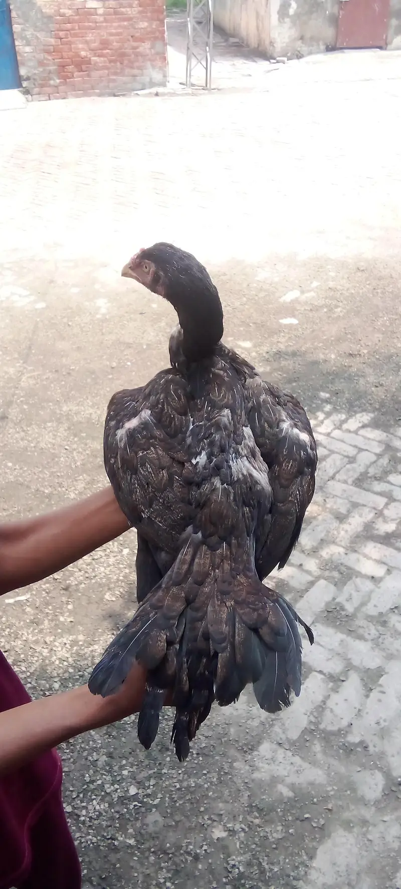High quality breeder murgi for sale — photo 3