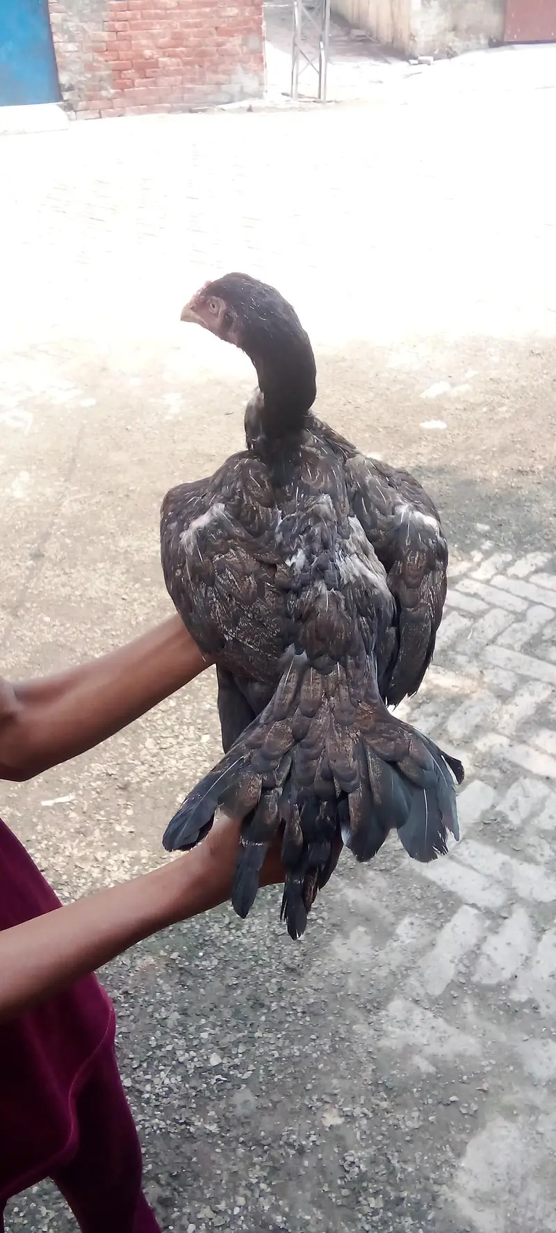 High quality breeder murgi for sale — photo 5