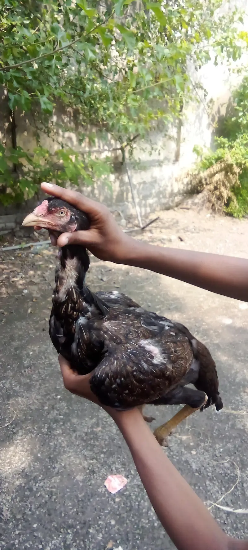 High quality breeder murgi for sale — photo 6