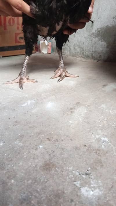 ande deti hai dusra jhol hai teesri guda kabhi honi hai