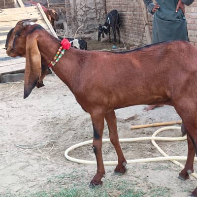 Goat for sale