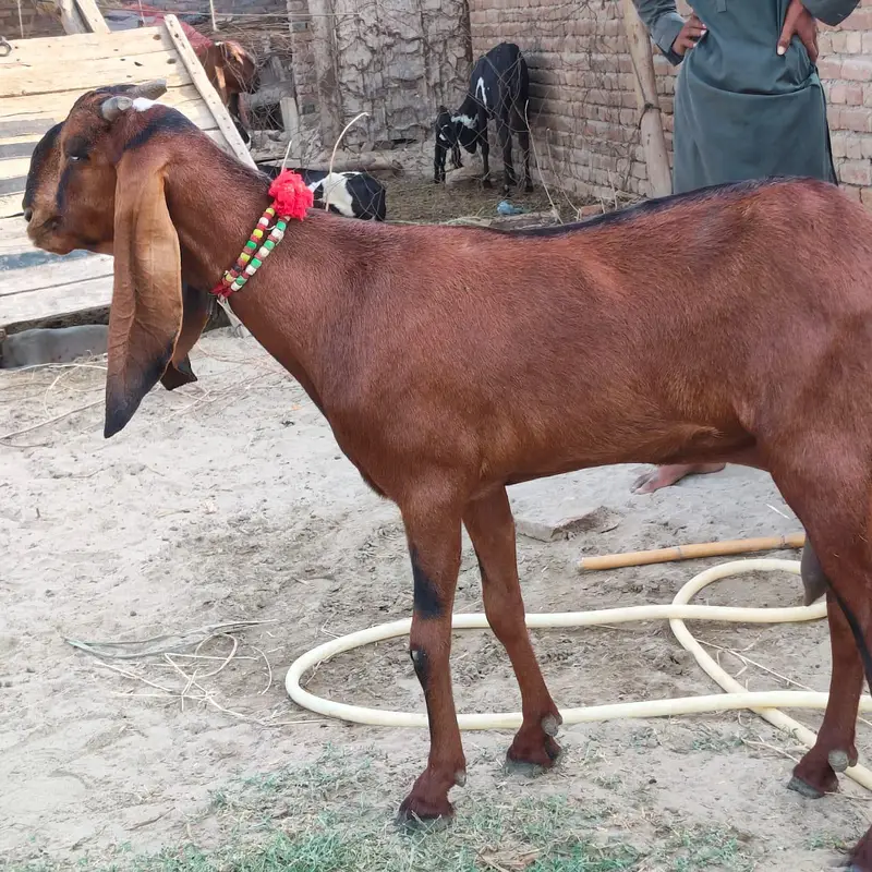 Goat for sale