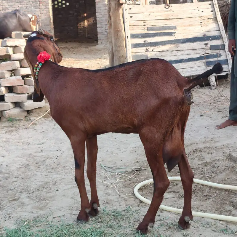 Goat for sale — photo 2
