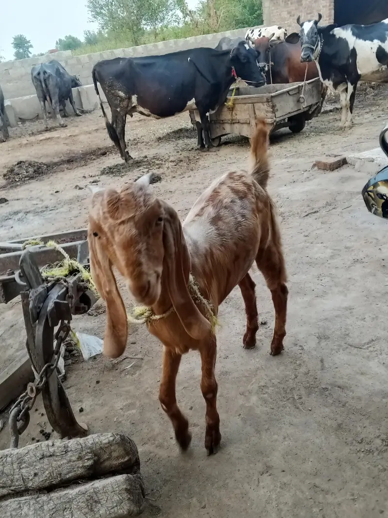 MOTi Tazi Beetal pathh — photo 2