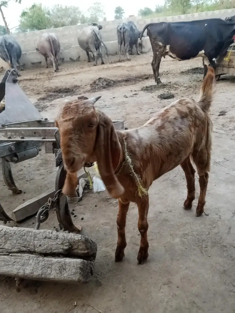 MOTi Tazi Beetal pathh — photo 3