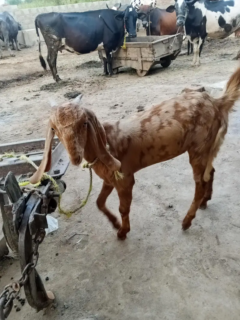 MOTi Tazi Beetal pathh — photo 4