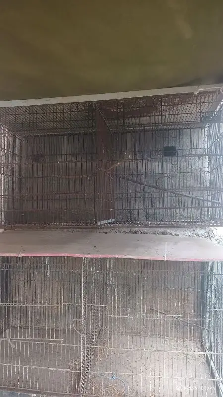 cages — photo 2