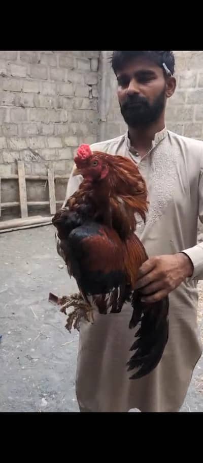 amroha