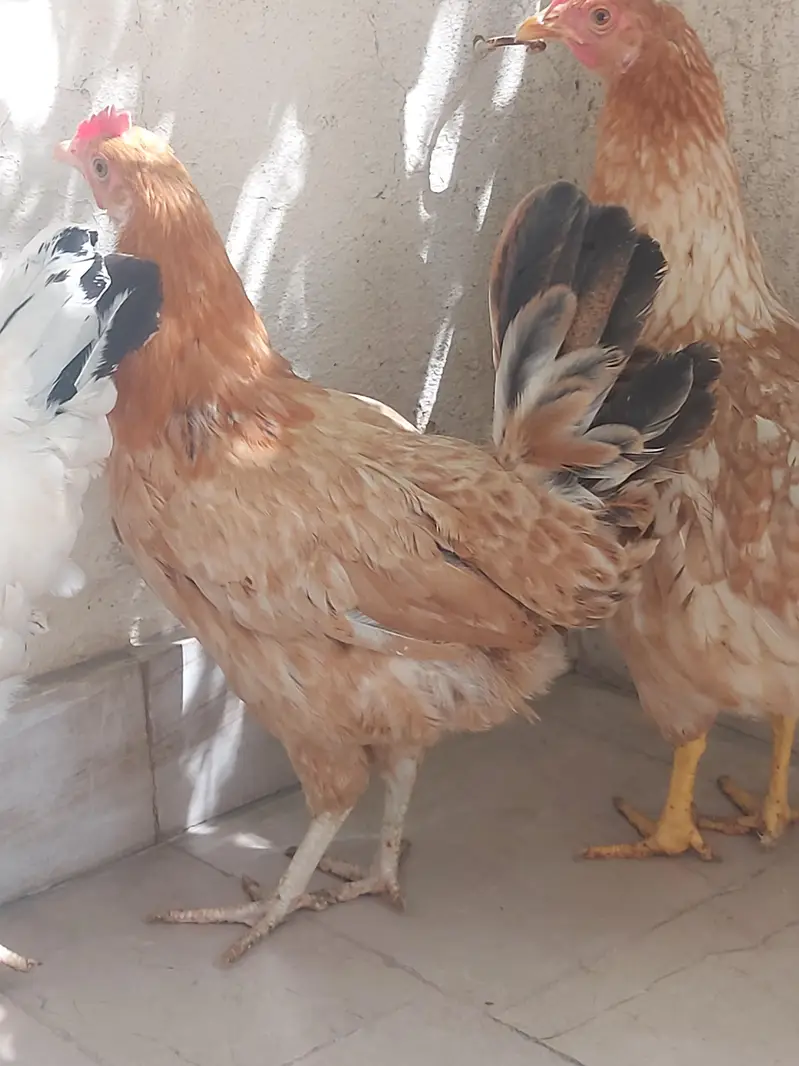 Hens selling