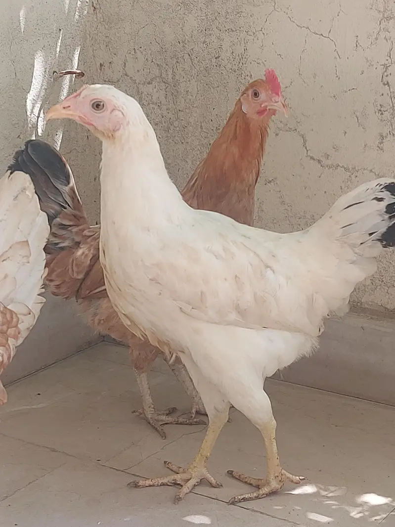 Hens selling — photo 2