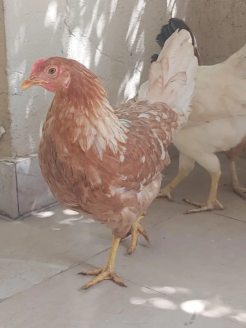 Hens selling — photo 3