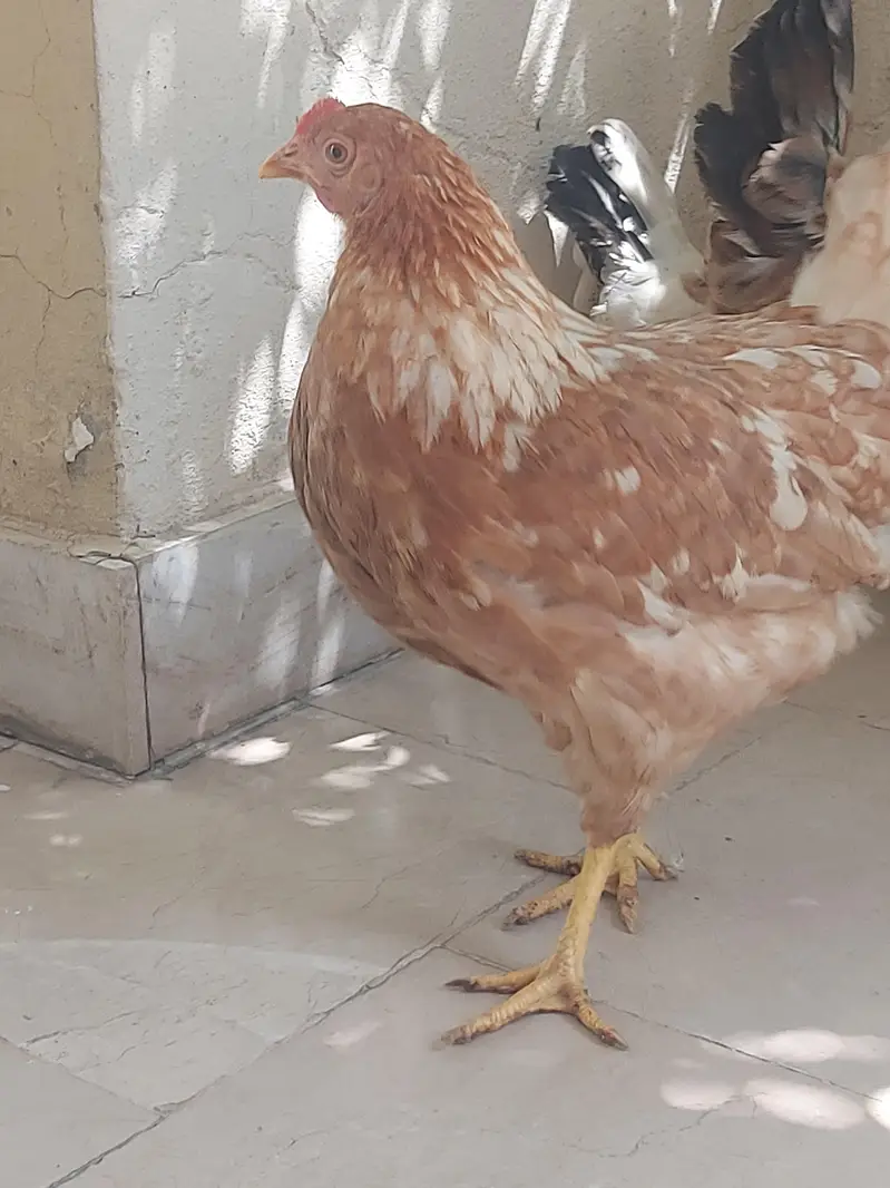Hens selling — photo 4