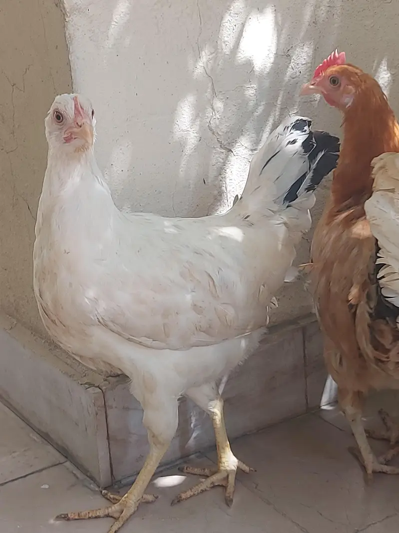 Hens selling — photo 5