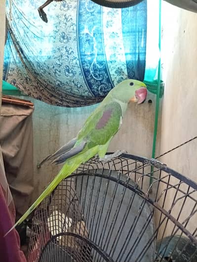 Alexander parrot for sale hand tamed and taking