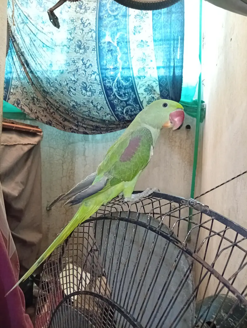 Alexander parrot for sale hand tamed and taking