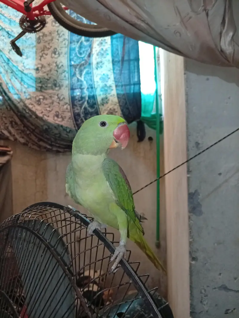 Alexander parrot for sale hand tamed and taking — photo 2