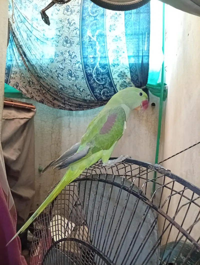 Alexander parrot for sale hand tamed and taking — photo 3