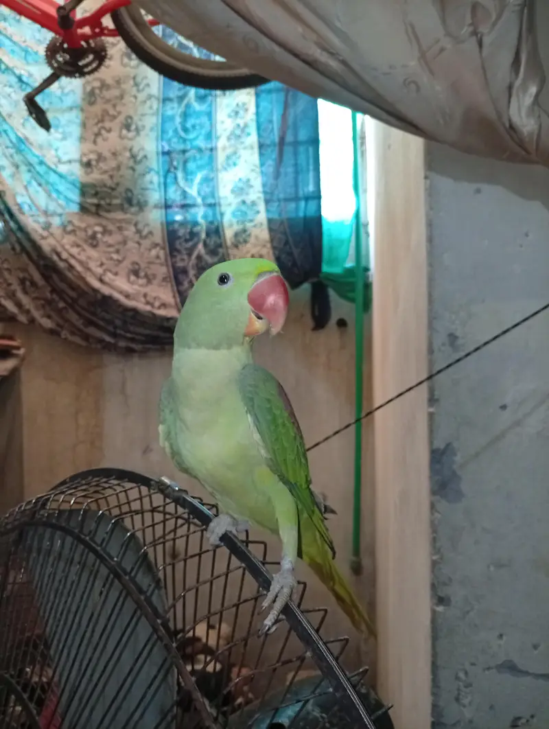 Alexander parrot for sale hand tamed and taking — photo 4