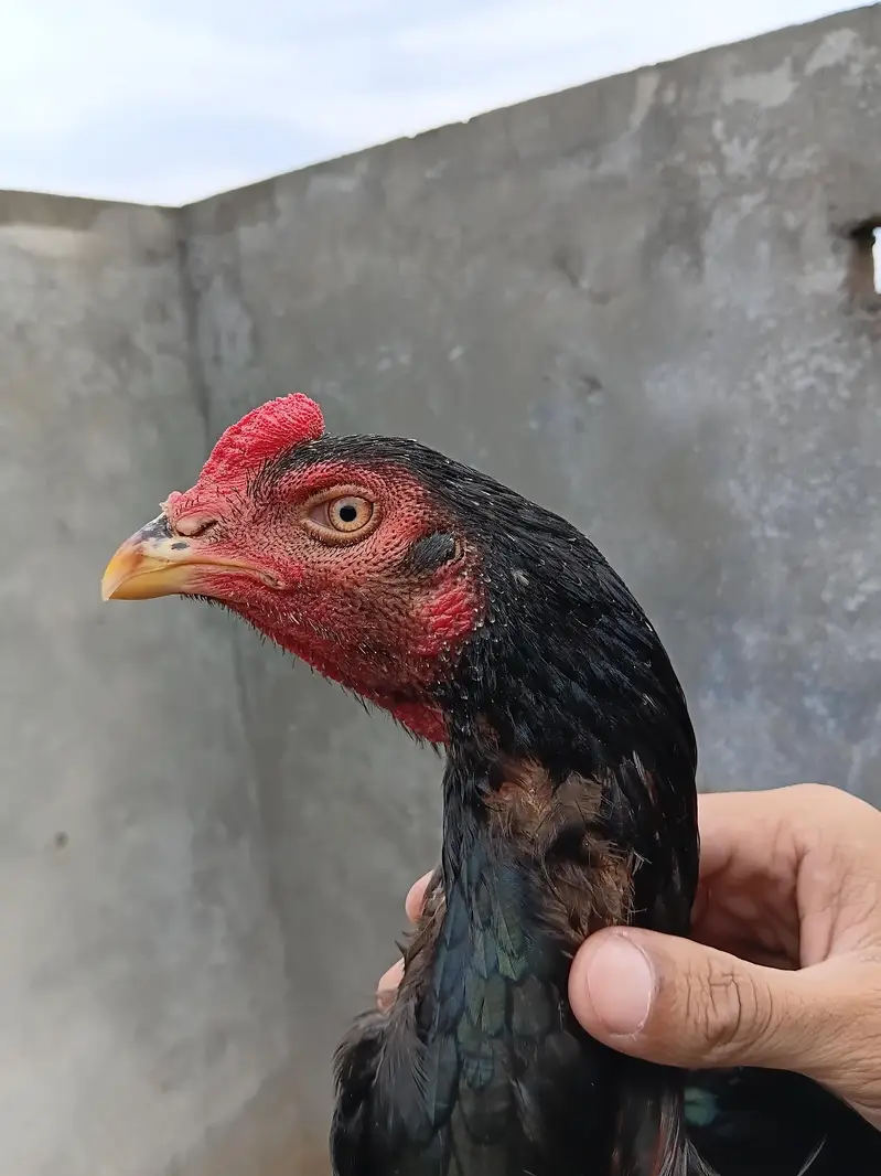 Lasani Aseel Male