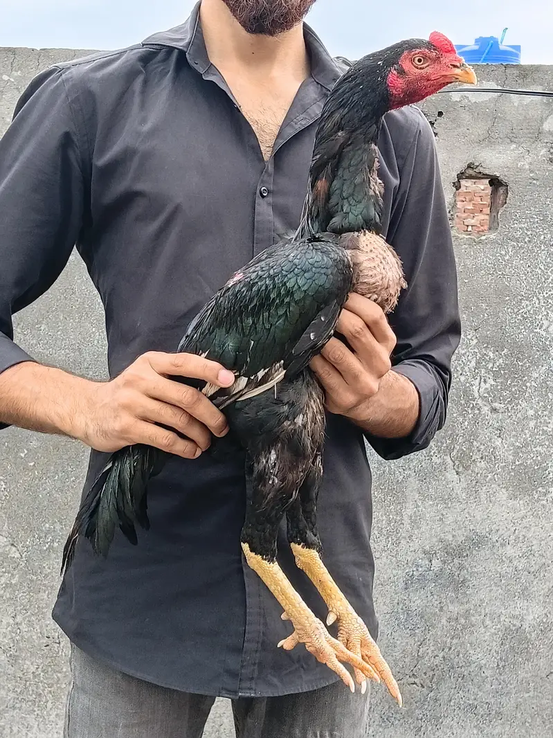 Lasani Aseel Male — photo 2